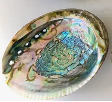 Abalone Shell w/stand **SOLD OUT**